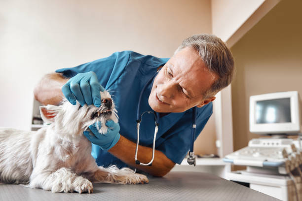 Best Emergency Care for Gum Disease in Clinton, IL